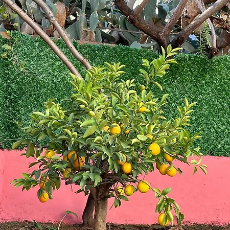 Seaview Castle House אלאניה